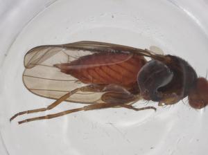  ( - CBG-A25822-D07)  @11 [ ] CreativeCommons - Attribution Share - Alike (2024) Centre for Biodiversity Genomics Centre for Biodiversity Genomics