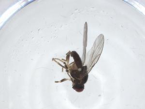  ( - CBG-A25823-G06)  @11 [ ] CreativeCommons - Attribution Share - Alike (2024) Centre for Biodiversity Genomics Centre for Biodiversity Genomics