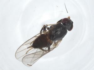  ( - CBG-A25823-H11)  @11 [ ] CreativeCommons - Attribution Share - Alike (2024) Centre for Biodiversity Genomics Centre for Biodiversity Genomics