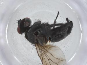  ( - CBG-A25826-C11)  @11 [ ] CreativeCommons - Attribution Share - Alike (2024) Centre for Biodiversity Genomics Centre for Biodiversity Genomics