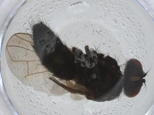  ( - CBG-A25826-D09)  @11 [ ] CreativeCommons - Attribution Share - Alike (2024) Centre for Biodiversity Genomics Centre for Biodiversity Genomics