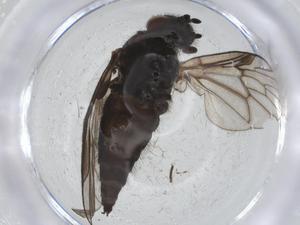  ( - CBG-A25826-G07)  @11 [ ] CreativeCommons - Attribution Share - Alike (2024) Centre for Biodiversity Genomics Centre for Biodiversity Genomics