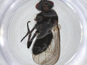  ( - CBG-A25826-H06)  @11 [ ] CreativeCommons - Attribution Share - Alike (2024) Centre for Biodiversity Genomics Centre for Biodiversity Genomics