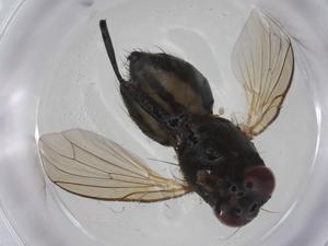  ( - CBG-A25827-D11)  @11 [ ] CreativeCommons - Attribution Share - Alike (2024) Centre for Biodiversity Genomics Centre for Biodiversity Genomics