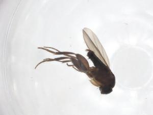  ( - CBG-A25828-H07)  @11 [ ] CreativeCommons - Attribution Share - Alike (2024) Centre for Biodiversity Genomics Centre for Biodiversity Genomics