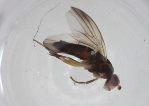  ( - CBG-A25830-C10)  @11 [ ] CreativeCommons - Attribution Share - Alike (2024) Centre for Biodiversity Genomics Centre for Biodiversity Genomics