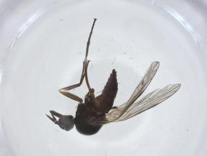  ( - CBG-A25832-C04)  @11 [ ] CreativeCommons - Attribution Share - Alike (2024) Centre for Biodiversity Genomics Centre for Biodiversity Genomics