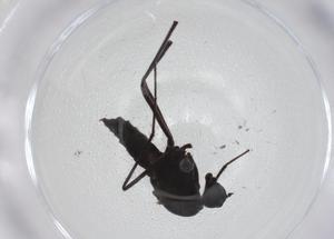  ( - CBG-A25833-E05)  @11 [ ] CreativeCommons - Attribution Share - Alike (2024) Centre for Biodiversity Genomics Centre for Biodiversity Genomics