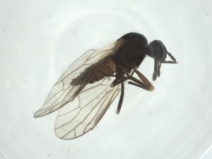  ( - CBG-A25839-H11)  @11 [ ] CreativeCommons - Attribution Share - Alike (2024) Centre for Biodiversity Genomics Centre for Biodiversity Genomics