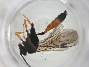  ( - CBG-A25840-A11)  @11 [ ] CreativeCommons - Attribution Share - Alike (2024) Centre for Biodiversity Genomics Centre for Biodiversity Genomics