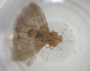  ( - CBG-A25840-B05)  @11 [ ] CreativeCommons - Attribution Share - Alike (2024) Centre for Biodiversity Genomics Centre for Biodiversity Genomics