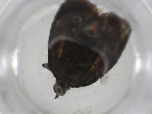  ( - CBG-A25840-C02)  @11 [ ] CreativeCommons - Attribution Share - Alike (2024) Centre for Biodiversity Genomics Centre for Biodiversity Genomics