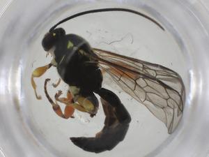  ( - CBG-A25840-D10)  @11 [ ] CreativeCommons - Attribution Share - Alike (2024) Centre for Biodiversity Genomics Centre for Biodiversity Genomics