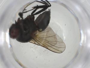  ( - CBG-A25840-G09)  @11 [ ] CreativeCommons - Attribution Share - Alike (2024) Centre for Biodiversity Genomics Centre for Biodiversity Genomics