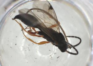  ( - CBG-A25840-H02)  @11 [ ] CreativeCommons - Attribution Share - Alike (2024) Centre for Biodiversity Genomics Centre for Biodiversity Genomics