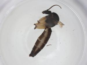  ( - CBG-A25841-A02)  @11 [ ] CreativeCommons - Attribution Share - Alike (2024) Centre for Biodiversity Genomics Centre for Biodiversity Genomics