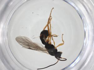  ( - CBG-A25845-H11)  @11 [ ] CreativeCommons - Attribution Share - Alike (2024) Centre for Biodiversity Genomics Centre for Biodiversity Genomics