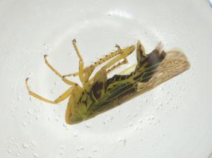  ( - CBG-A25846-E12)  @11 [ ] CreativeCommons - Attribution Share - Alike (2024) Centre for Biodiversity Genomics Centre for Biodiversity Genomics