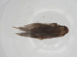  ( - CBG-A25848-D04)  @11 [ ] CreativeCommons - Attribution Share - Alike (2024) Centre for Biodiversity Genomics Centre for Biodiversity Genomics