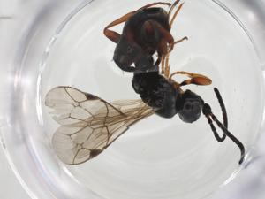  ( - CBG-A25848-G01)  @11 [ ] CreativeCommons - Attribution Share - Alike (2024) Centre for Biodiversity Genomics Centre for Biodiversity Genomics