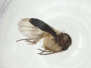  ( - CBG-A25849-H10)  @11 [ ] CreativeCommons - Attribution Share - Alike (2024) Centre for Biodiversity Genomics Centre for Biodiversity Genomics