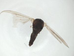  ( - CBG-A25852-A12)  @11 [ ] CreativeCommons - Attribution Share - Alike (2024) Centre for Biodiversity Genomics Centre for Biodiversity Genomics