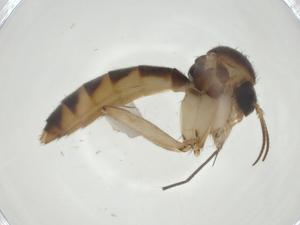  ( - CBG-A25852-G08)  @11 [ ] CreativeCommons - Attribution Share - Alike (2024) Centre for Biodiversity Genomics Centre for Biodiversity Genomics