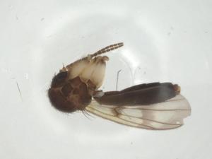  ( - CBG-A25852-G09)  @11 [ ] CreativeCommons - Attribution Share - Alike (2024) Centre for Biodiversity Genomics Centre for Biodiversity Genomics