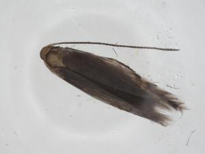  ( - CBG-A25854-B09)  @11 [ ] CreativeCommons - Attribution Share - Alike (2024) Centre for Biodiversity Genomics Centre for Biodiversity Genomics