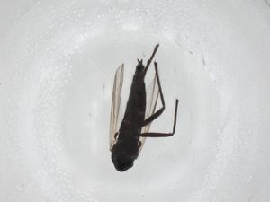  ( - CBG-A25854-F05)  @11 [ ] CreativeCommons - Attribution Share - Alike (2024) Centre for Biodiversity Genomics Centre for Biodiversity Genomics