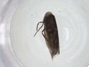  ( - CBG-A25854-H06)  @11 [ ] CreativeCommons - Attribution Share - Alike (2024) Centre for Biodiversity Genomics Centre for Biodiversity Genomics