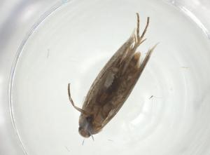  ( - CBG-A25855-H05)  @11 [ ] CreativeCommons - Attribution Share - Alike (2024) Centre for Biodiversity Genomics Centre for Biodiversity Genomics