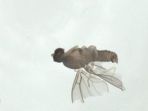  (Aprionus pyxidiifer - CBG-A25858-A08)  @11 [ ] CreativeCommons - Attribution Share - Alike (2024) Centre for Biodiversity Genomics Centre for Biodiversity Genomics