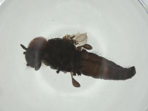  ( - CBG-A25861-E06)  @11 [ ] CreativeCommons - Attribution Share - Alike (2024) Centre for Biodiversity Genomics Centre for Biodiversity Genomics