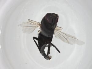  ( - CBG-A25862-A09)  @11 [ ] CreativeCommons - Attribution Share - Alike (2024) Centre for Biodiversity Genomics Centre for Biodiversity Genomics