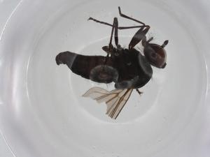  ( - CBG-A25862-D04)  @11 [ ] CreativeCommons - Attribution Share - Alike (2024) Centre for Biodiversity Genomics Centre for Biodiversity Genomics