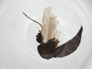  ( - CBG-A25862-E01)  @11 [ ] CreativeCommons - Attribution Share - Alike (2024) Centre for Biodiversity Genomics Centre for Biodiversity Genomics