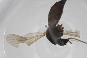  ( - CBG-A25862-E06)  @11 [ ] CreativeCommons - Attribution Share - Alike (2024) Centre for Biodiversity Genomics Centre for Biodiversity Genomics