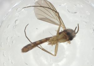  ( - CBG-A25863-C05)  @11 [ ] CreativeCommons - Attribution Share - Alike (2024) Centre for Biodiversity Genomics Centre for Biodiversity Genomics