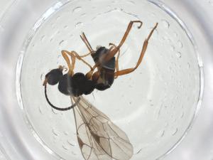  ( - CBG-A25863-E05)  @11 [ ] CreativeCommons - Attribution Share - Alike (2024) Centre for Biodiversity Genomics Centre for Biodiversity Genomics