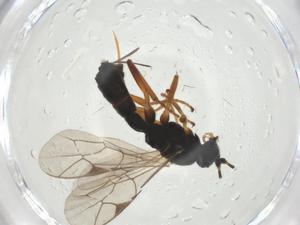  ( - CBG-A25863-F04)  @11 [ ] CreativeCommons - Attribution Share - Alike (2024) Centre for Biodiversity Genomics Centre for Biodiversity Genomics