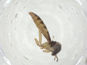  ( - CBG-A25863-F05)  @11 [ ] CreativeCommons - Attribution Share - Alike (2024) Centre for Biodiversity Genomics Centre for Biodiversity Genomics