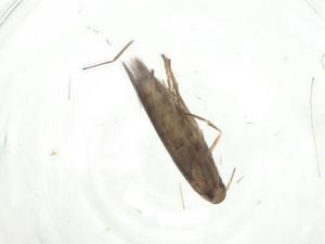  ( - CBG-A25863-G01)  @11 [ ] CreativeCommons - Attribution Share - Alike (2024) Centre for Biodiversity Genomics Centre for Biodiversity Genomics