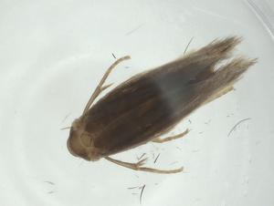  ( - CBG-A25864-A06)  @11 [ ] CreativeCommons - Attribution Share - Alike (2024) Centre for Biodiversity Genomics Centre for Biodiversity Genomics