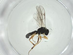  ( - CBG-A25864-D07)  @11 [ ] CreativeCommons - Attribution Share - Alike (2024) Centre for Biodiversity Genomics Centre for Biodiversity Genomics