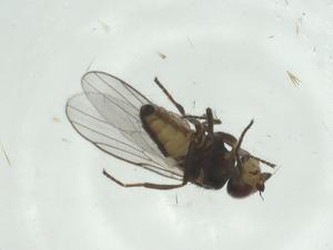  ( - CBG-A25864-E04)  @11 [ ] CreativeCommons - Attribution Share - Alike (2024) Centre for Biodiversity Genomics Centre for Biodiversity Genomics