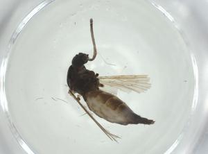  ( - CBG-A25864-G10)  @11 [ ] CreativeCommons - Attribution Share - Alike (2024) Centre for Biodiversity Genomics Centre for Biodiversity Genomics