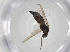  ( - CBG-A25865-B04)  @11 [ ] CreativeCommons - Attribution Share - Alike (2024) Centre for Biodiversity Genomics Centre for Biodiversity Genomics