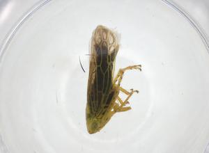  ( - CBG-A25865-D01)  @11 [ ] CreativeCommons - Attribution Share - Alike (2024) Centre for Biodiversity Genomics Centre for Biodiversity Genomics