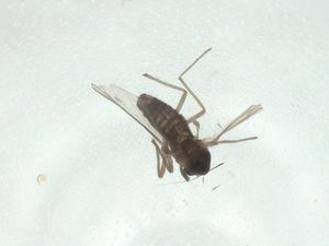  ( - CBG-A25868-D04)  @11 [ ] CreativeCommons - Attribution Share - Alike (2024) Centre for Biodiversity Genomics Centre for Biodiversity Genomics